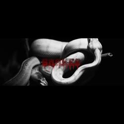 Snakes