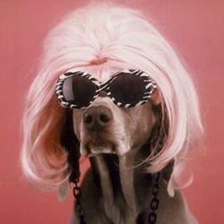 Dawgsinwigs!