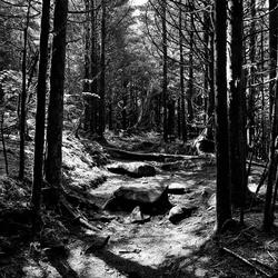 Dark Pine