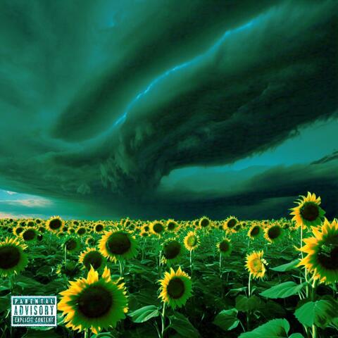 do sunflowers come from the sun?