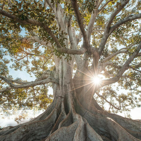 Grounded in the Heart