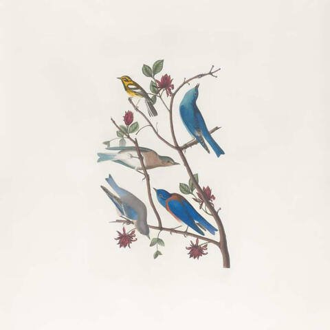florence: the garden demos