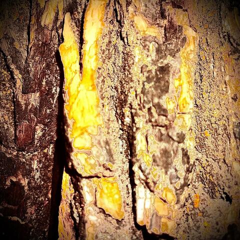 Forest Fire