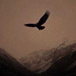 The Watcher