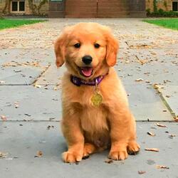 Dog Reels beat (Can I Pet That Dog)