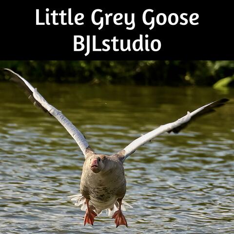 Little Grey Goose