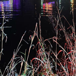 Cajun Bayou Romance