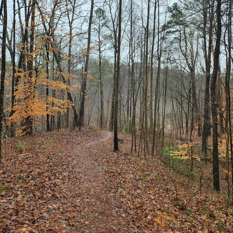 Walking the Path