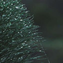 Morning Dew