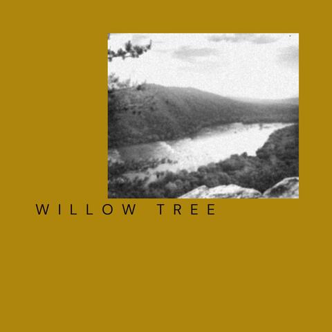 Willow Tree