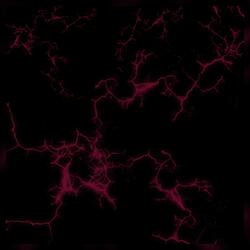 apparently this is pop