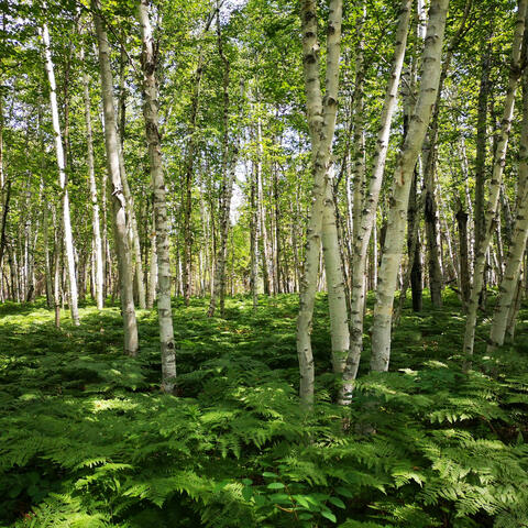 White Trees