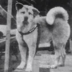 HACHIKO