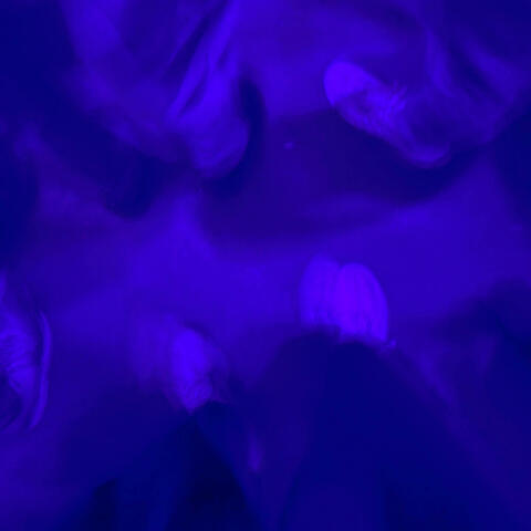 party popper (feat. funeral)