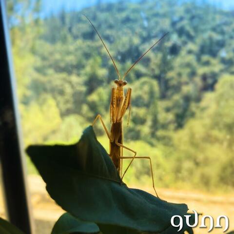 mantis