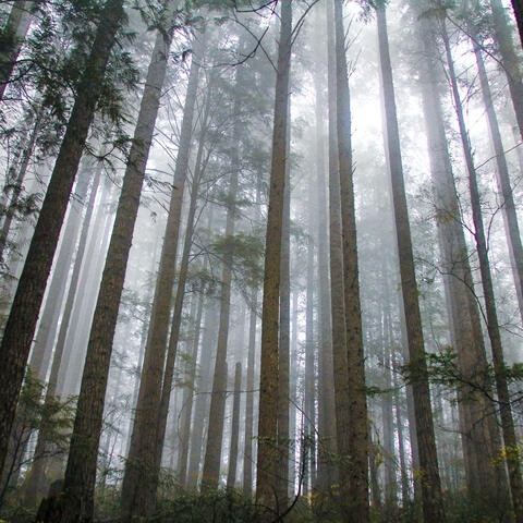 Through the fog
