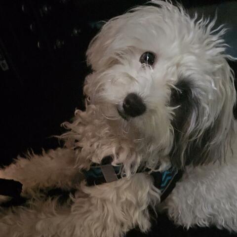 Bosco