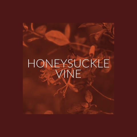 Honeysuckle Vine