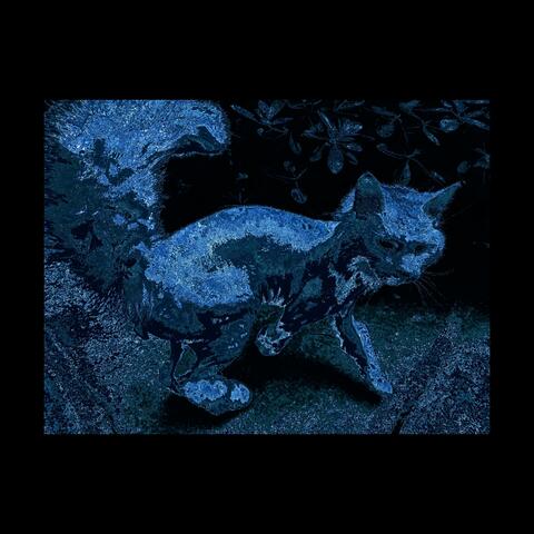 blue cat
