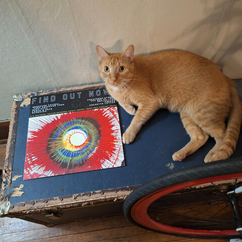 Faster, Kittycat! Surf! Surf!
