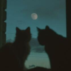 moonlight (super slowed)