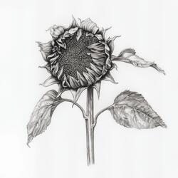 Sunshine (feat. Christian Brown)