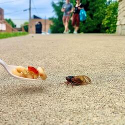 Cicada (feat. Adela's)