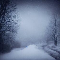 snowy nights