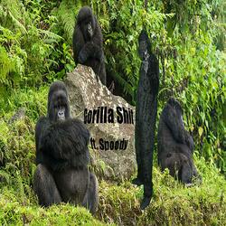 Gorilla Shit (feat. Spoody)