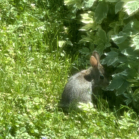 Akeem's Summer Demos