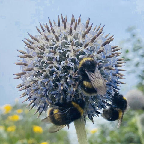 No Past No Future Only Now