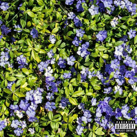 Periwinkle
