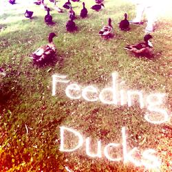 FEEDING DUCKS