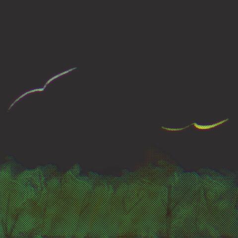 I left you over the forest