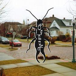 Earwig
