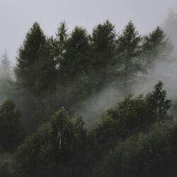 Whispers in the Wild