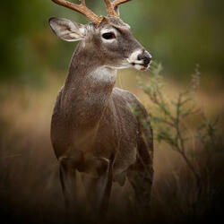 Hunters blues