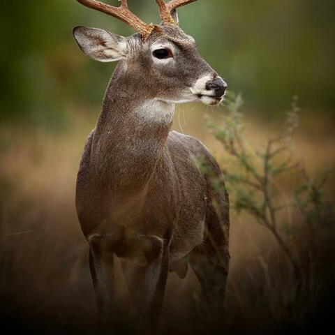 Hunters blues