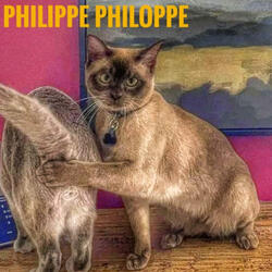 Citrus Trees And Soda Stream