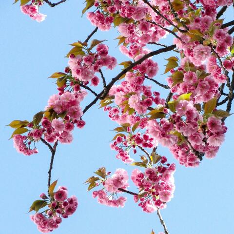 Océan de fleurs