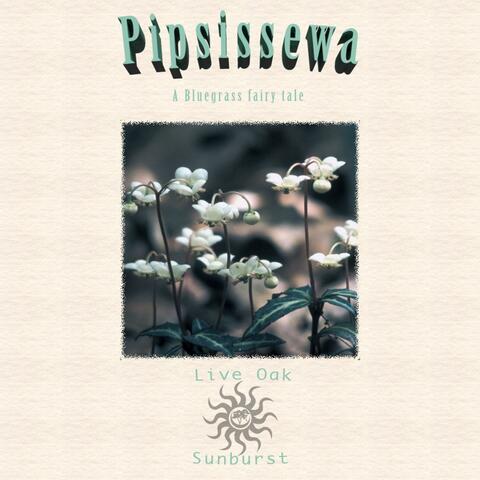 Pipsissewa