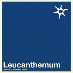 Leucanthemum