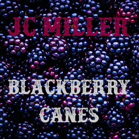 Blackberry Canes