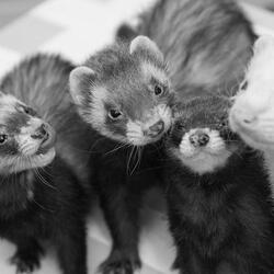 FOSSAFACE Mustela Furo
