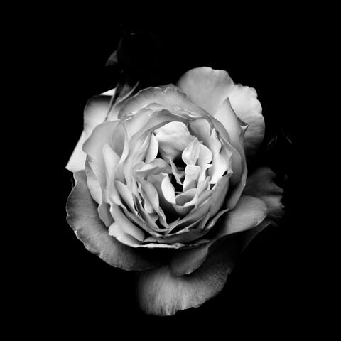 Is This All That I Can Be?