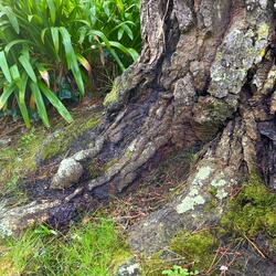 The Forest is Full of Little Guys