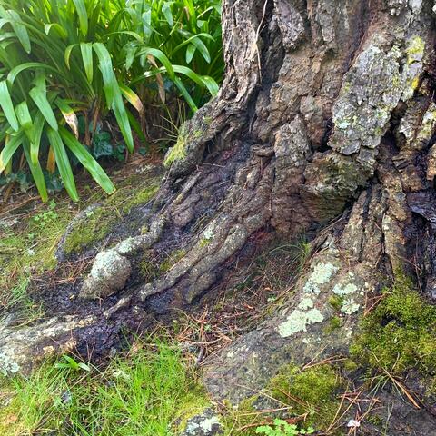 The Forest is Full of Little Guys