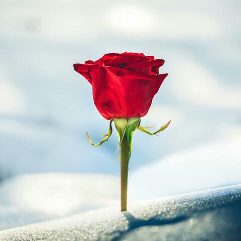 Piano K-Pop Album #11