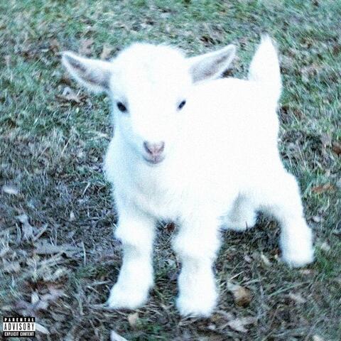 yung goat