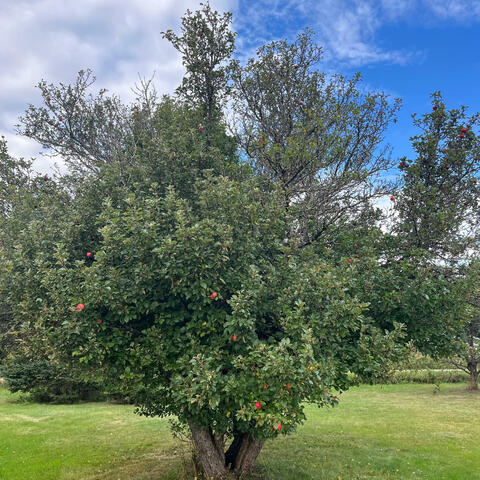 Apple Tree
